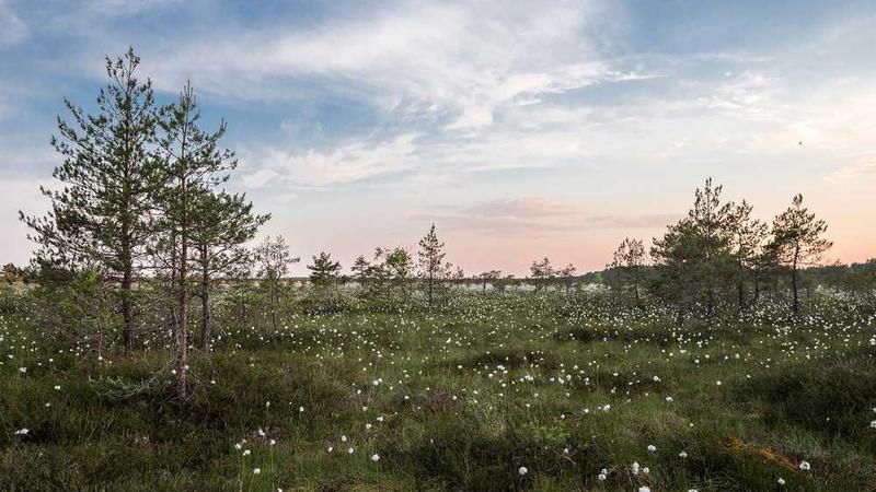Çeşitli Bahis Seçenekleri